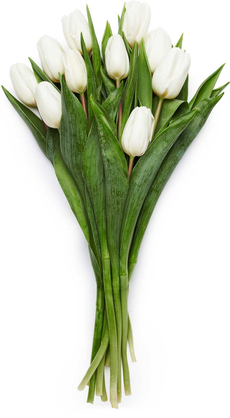 Hvite tulipaner